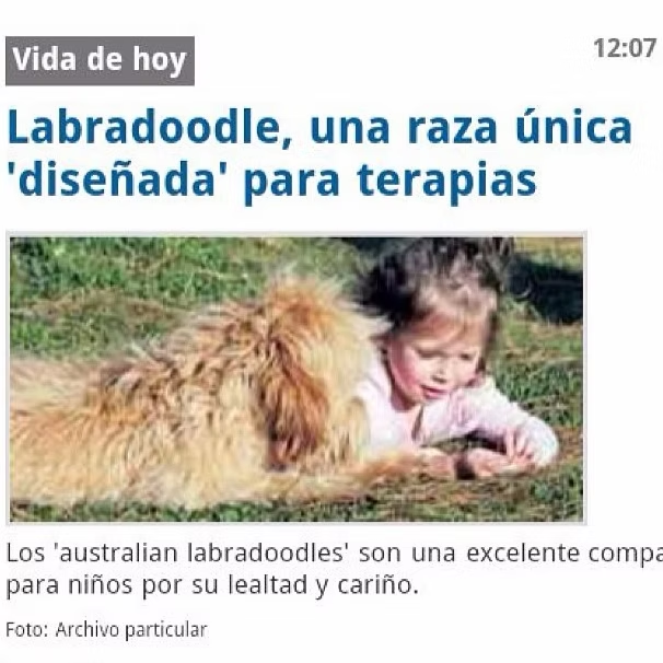El Tiempo — Labradoodle, una raza única 'diseñada' para terapias