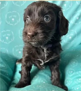 Cachorro de una camada anterior de Apalusa y Chocolate