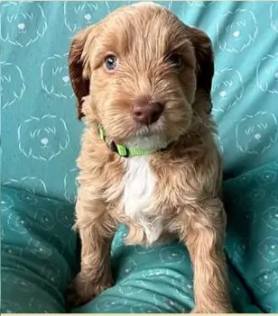 Cachorro de una camada anterior de Apalusa y Chocolate