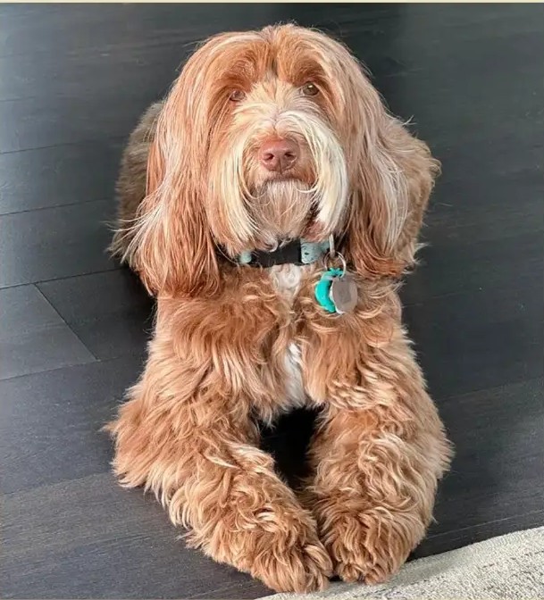 Mocha, reproductor de Frank on the Road Labradoodles