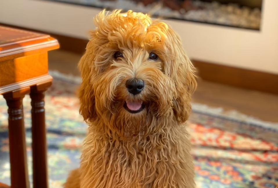 Croqueta, Australian Labradoodle retirada de Frank On The Road