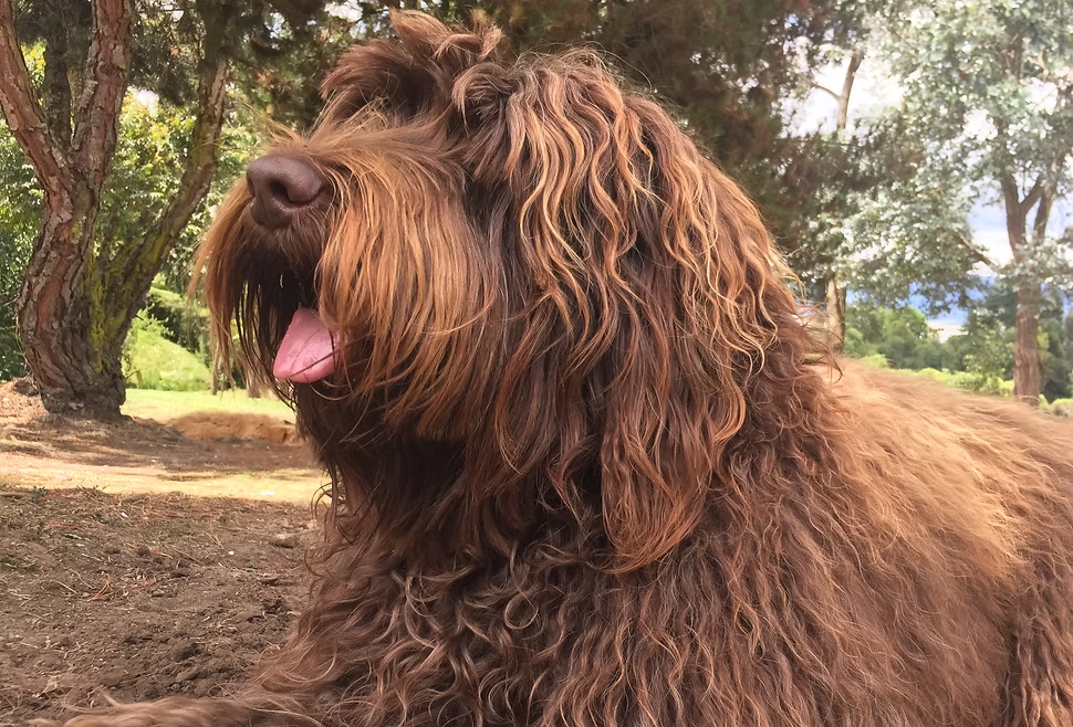 Bali, Australian Labradoodle retirado de Frank On The Road