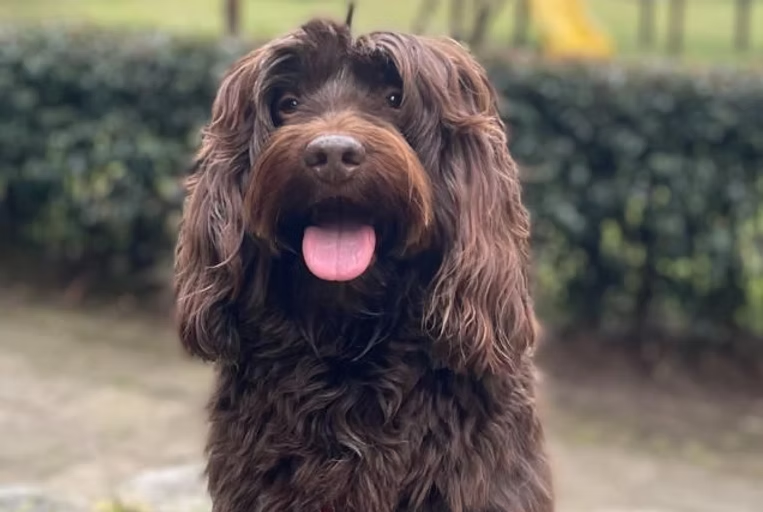 Chocolate, Australian Labradoodle reproductor de Frank On The Road