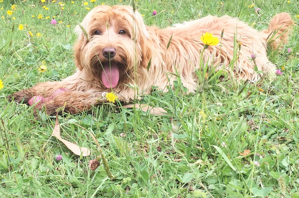 Magia, Australian Labradoodle retirada de Frank On The Road