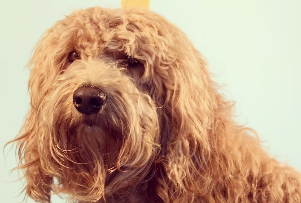 Alf, Australian Labradoodle retirado de Frank On The Road