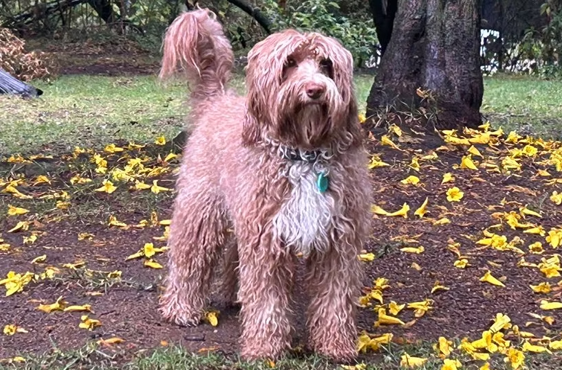 Apalusa, Australian Labradoodle reproductora de Frank On The Road