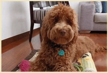 Max — testimonio de Angélica Usquén