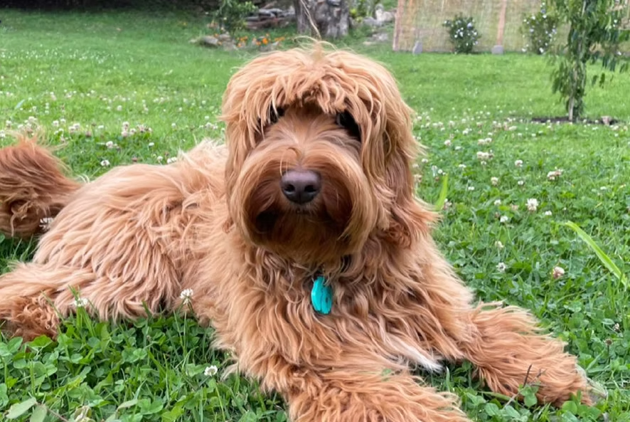 Belén, Australian Labradoodle reproductora de Frank On The Road