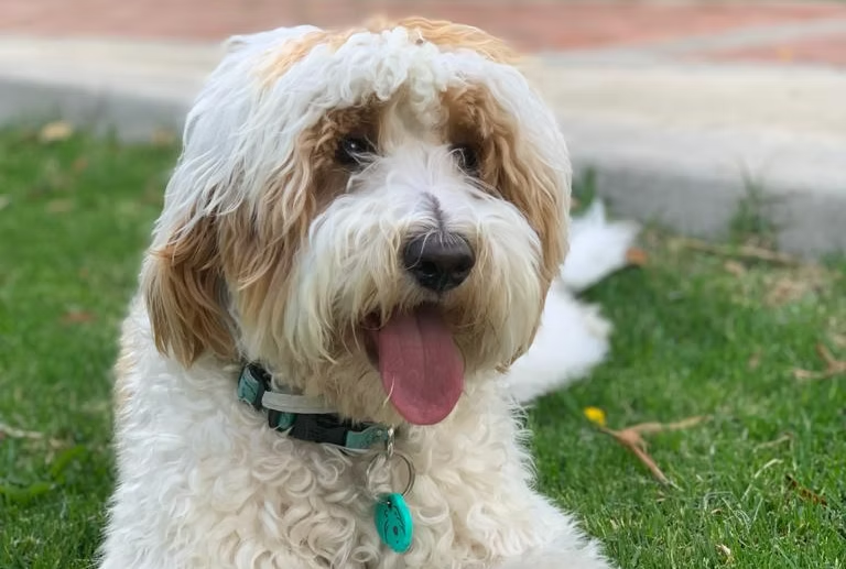 Hippie, Australian Labradoodle reproductor de Frank On The Road