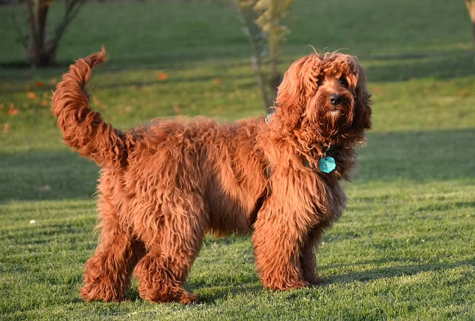 Olivia, Australian Labradoodle retirada de Frank On The Road