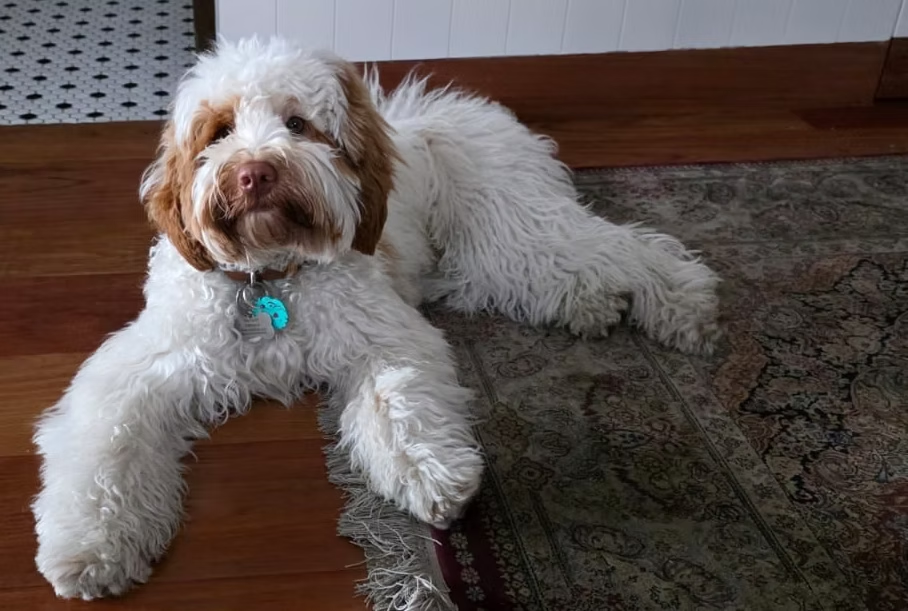Beto, Australian Labradoodle reproductor de Frank On The Road