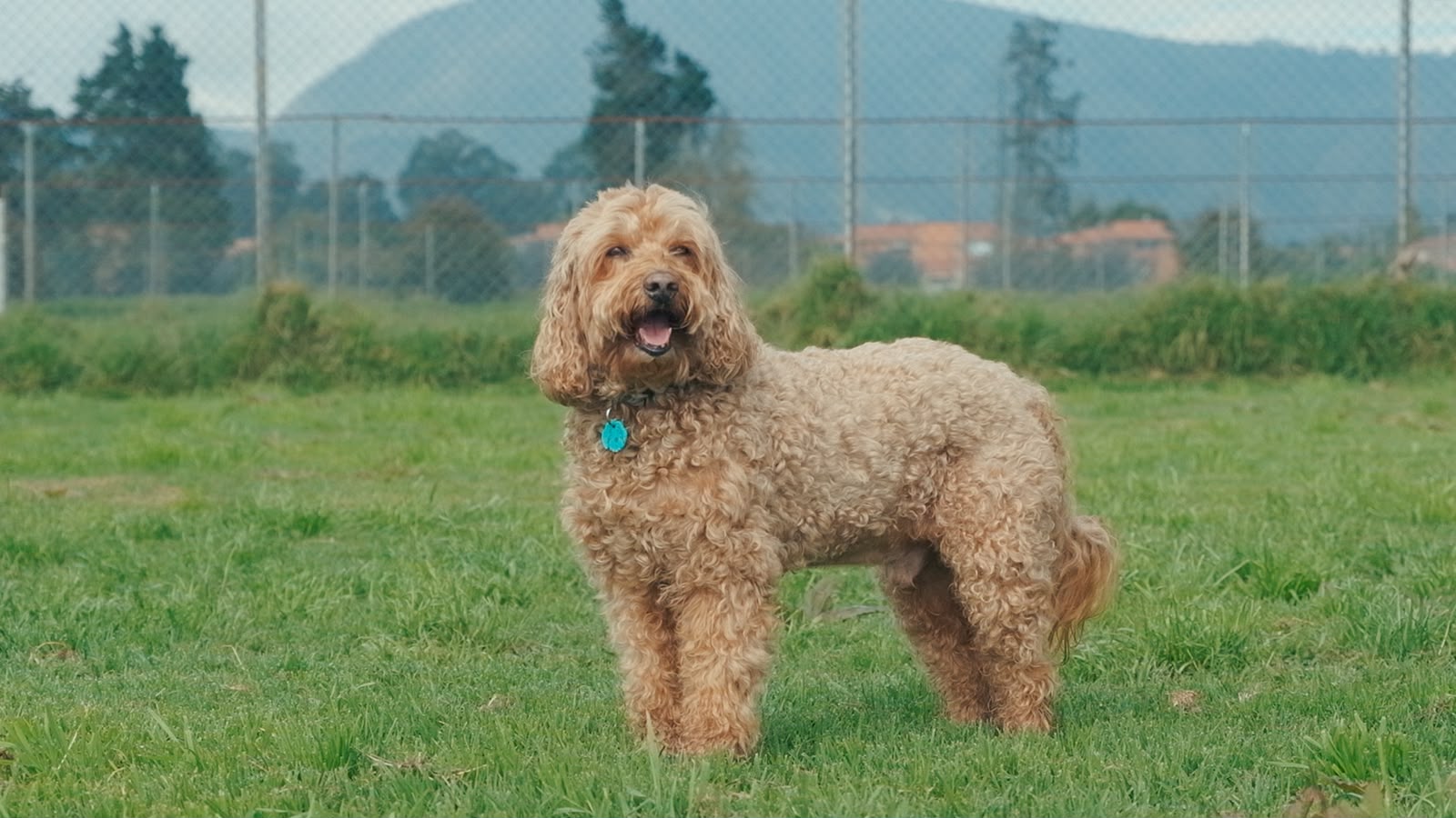 Cachorros Australian Labradoodle