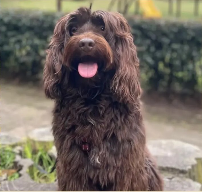Chocolate, reproductor de Frank on the Road Labradoodles