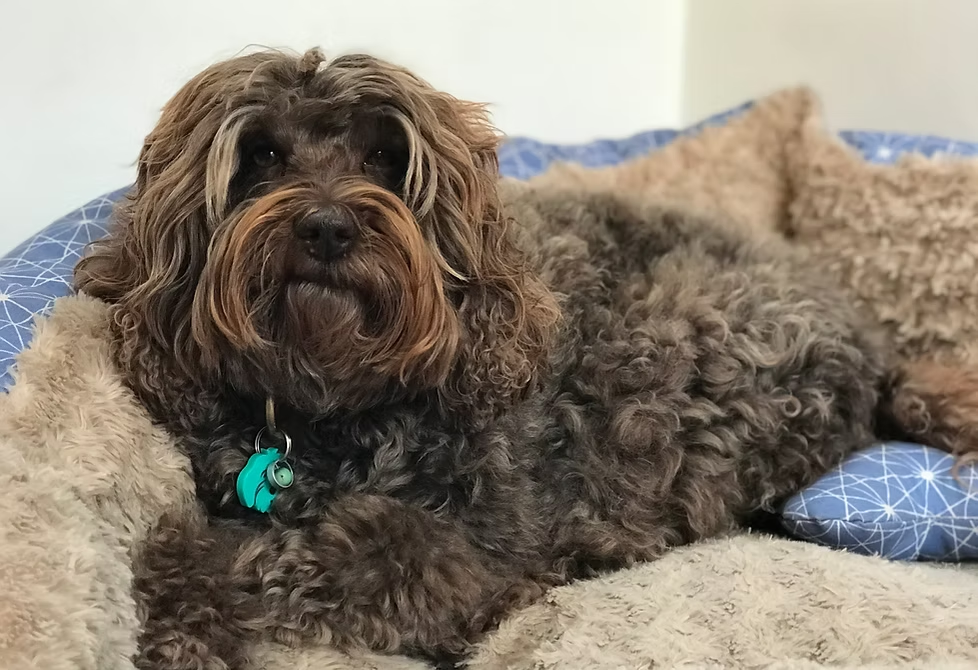 Cleo, Australian Labradoodle retirada de Frank On The Road