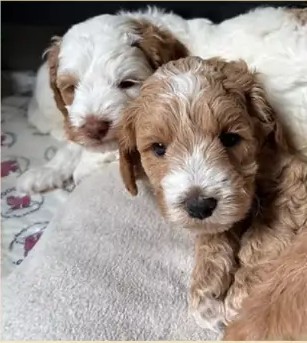Cachorro de una camada anterior de Vera y Hippie