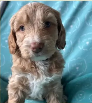 Cachorro de una camada anterior de Apalusa y Chocolate