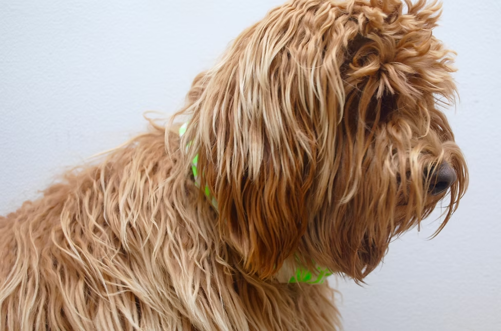 Guatavita, Australian Labradoodle retirada de Frank On The Road