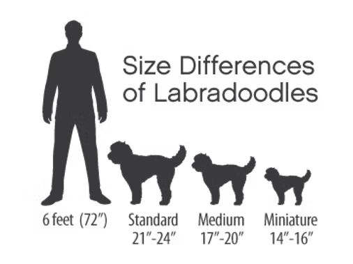 Infografía: diferencias de tamaño de los Labradoodles — estándar 21-24 pulgadas, medium 17-20 pulgadas y miniature 14-16 pulgadas, comparados con una persona de 6 pies