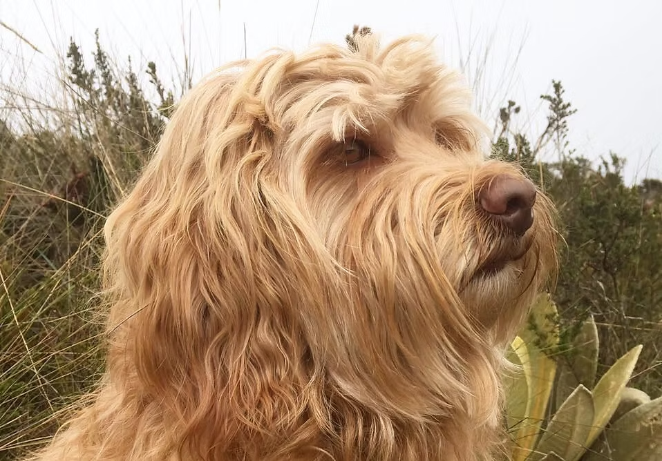 Lupe, Australian Labradoodle retirada de Frank On The Road