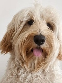 Merlin — testimonio de Sandra Márquez