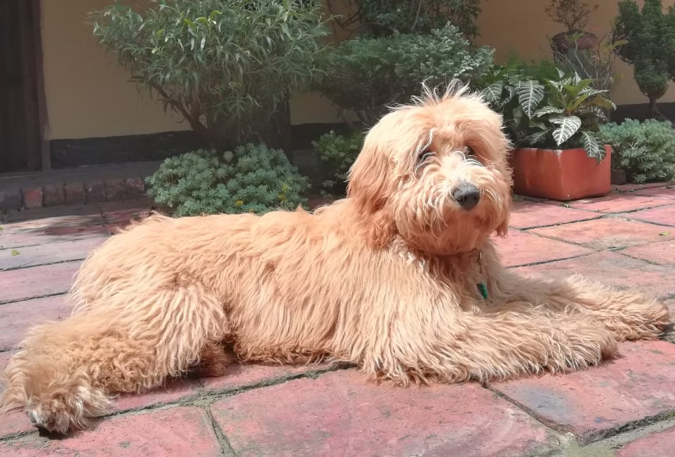 Chili, Australian Labradoodle retirado de Frank On The Road