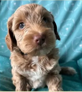 Cachorro de una camada anterior de Apalusa y Chocolate