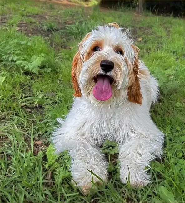 Ganga, reproductor de Frank on the Road Labradoodles