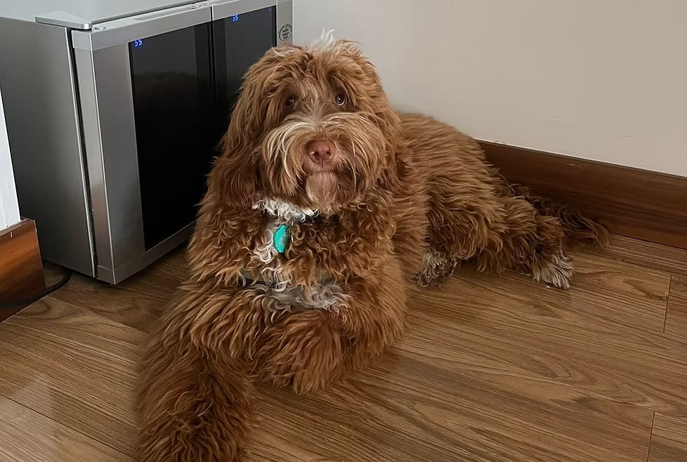 Enzo, Australian Labradoodle reproductor de Frank On The Road