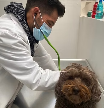 Wilson Quevedo, Veterinario y Director Médico del Centro de Salud Animal Chapinero Alto