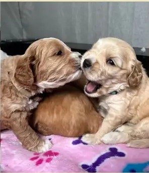 Cachorro de una camada anterior de Vera y Hippie