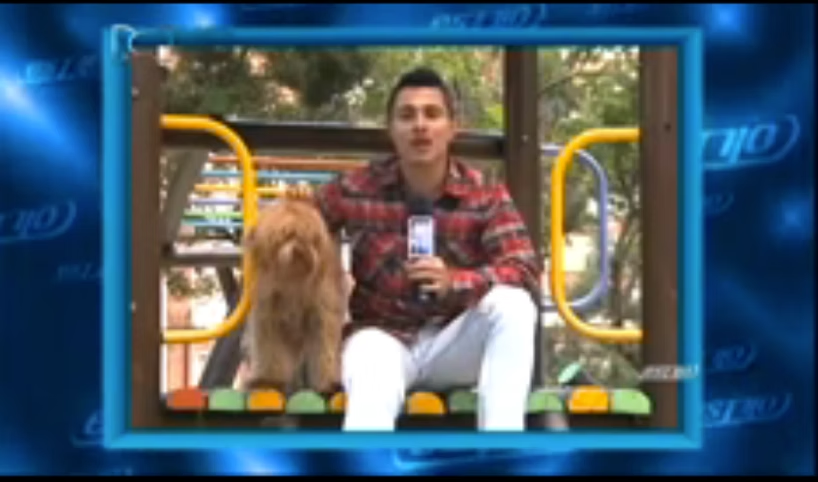 Canal RCN — Estilo RCN — El Australian Labradoodle, una raza hipoalergénica