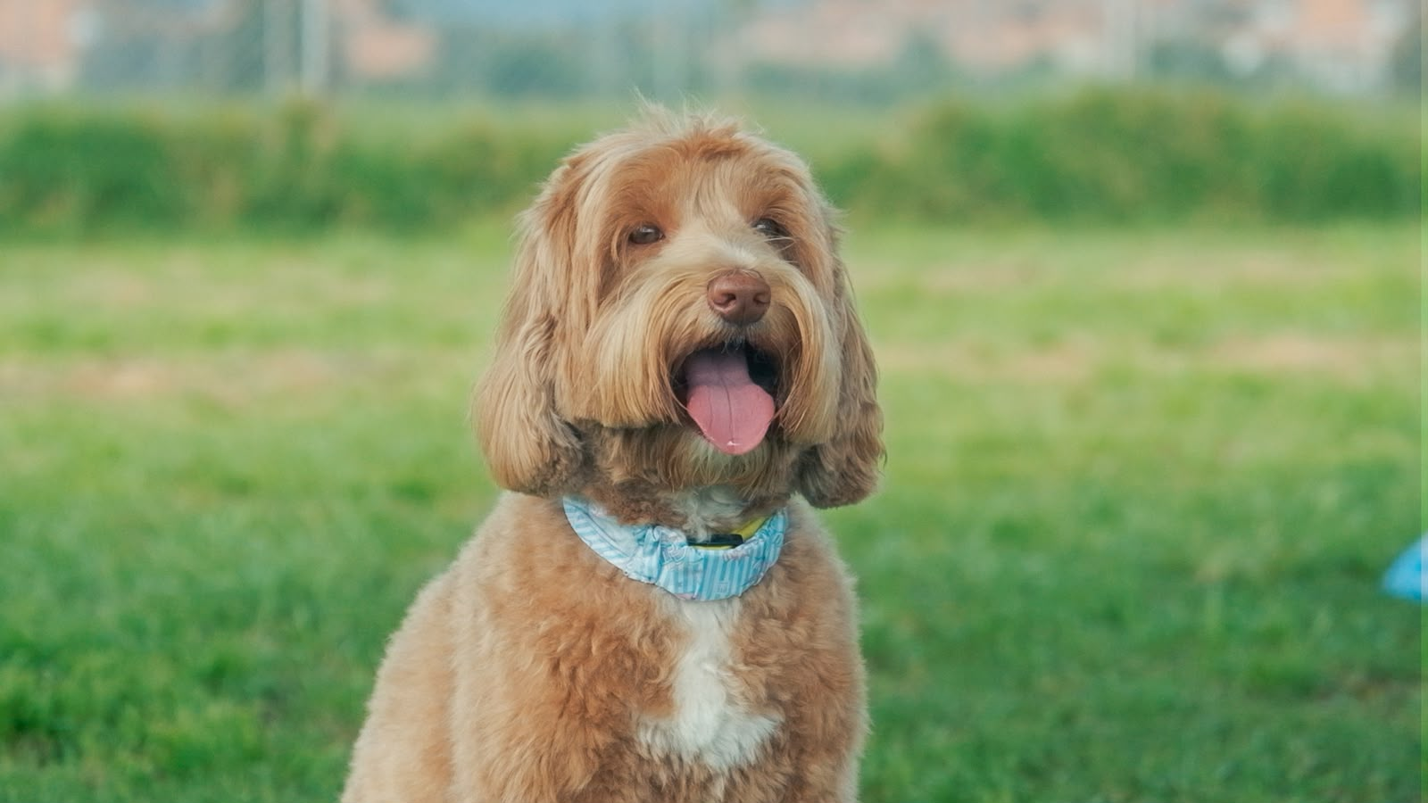 Australian Labradoodle disfrutando al aire libre durante su estadía en el hotel