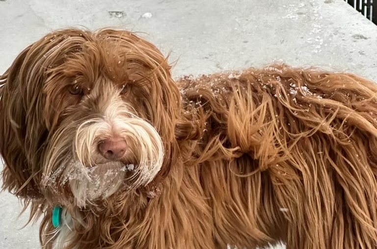 Mocha, Australian Labradoodle reproductora de Frank On The Road