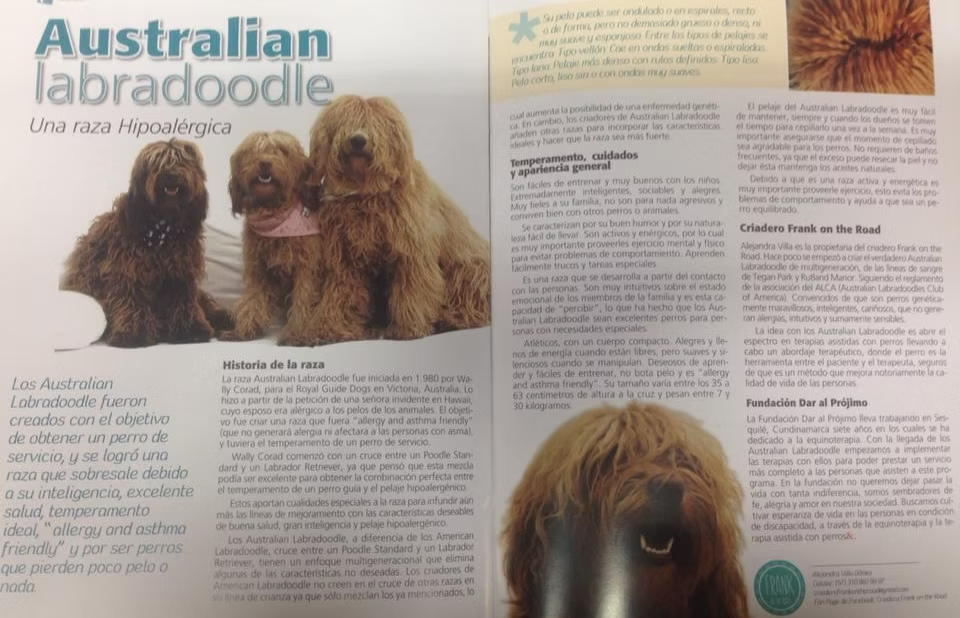 Revista Vida Canina — Australian Labradoodle, una raza hipoalergénica