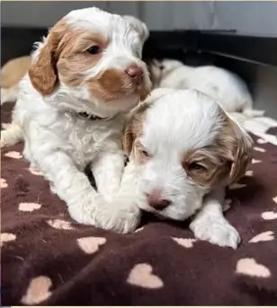 Cachorro de una camada anterior de Vera y Hippie