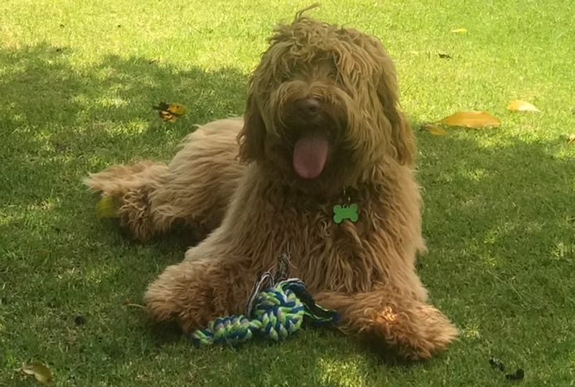 Othelo, Australian Labradoodle reproductor de Frank On The Road