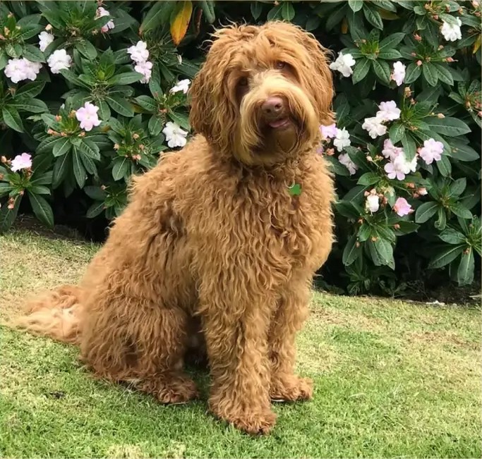 Othelo, reproductor de Frank on the Road Labradoodles