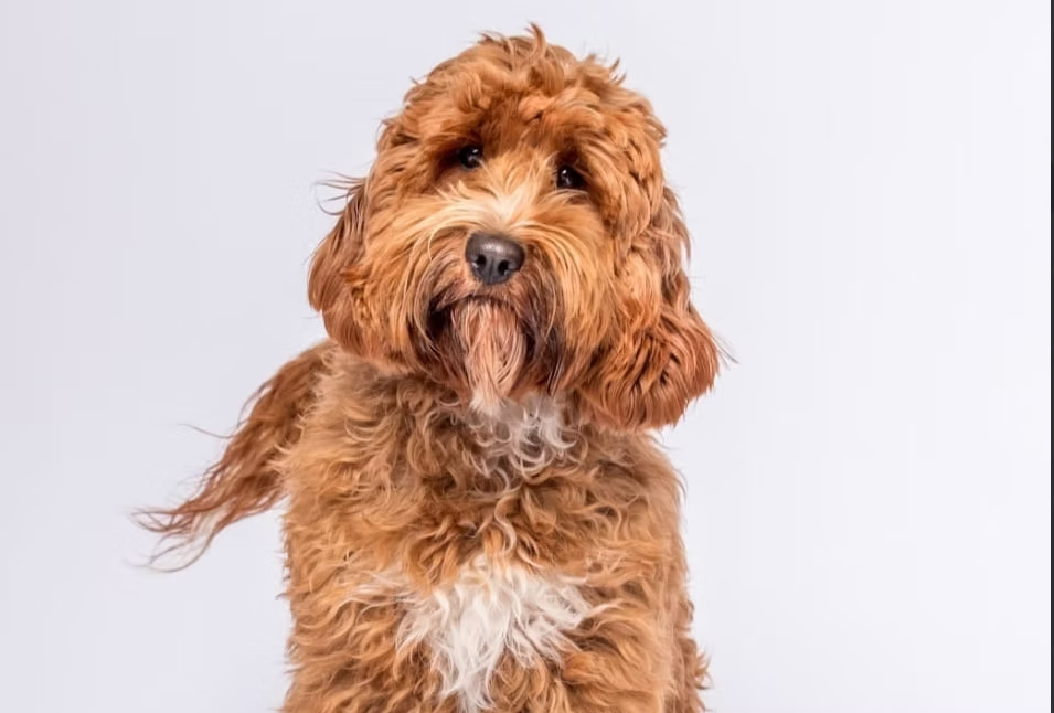 Vera, Australian Labradoodle reproductora de Frank On The Road