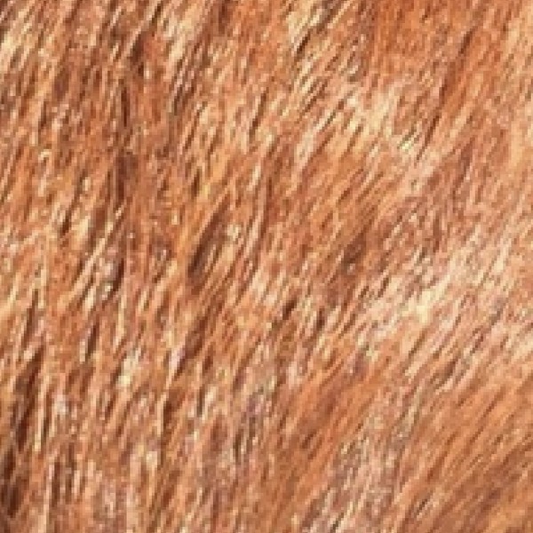 Textura del hair de un Australian Labradoodle