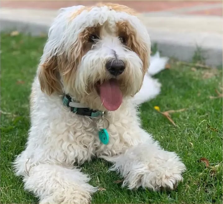 Hippie, reproductor de Frank on the Road Labradoodles