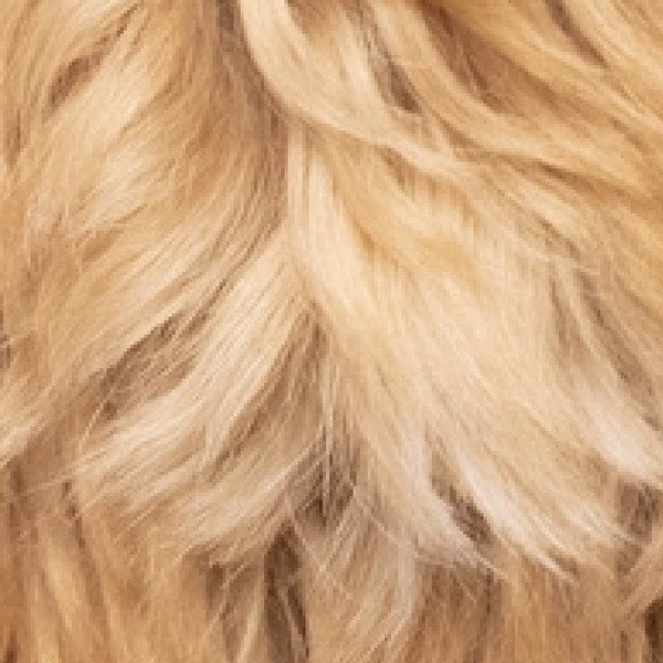 Textura del fleece de un Australian Labradoodle