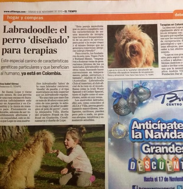 El Tiempo — Labradoodle: el perro 'diseñado' para terapias