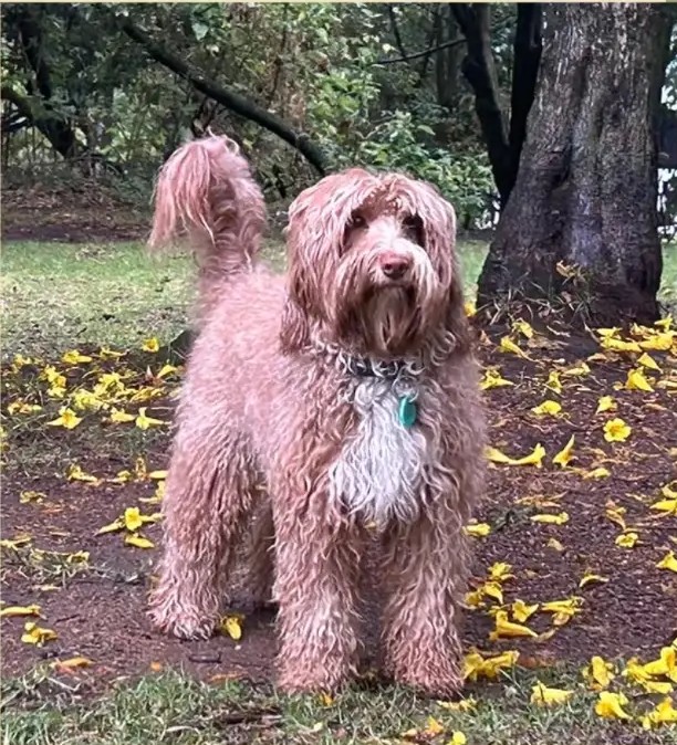 Apalusa, reproductor de Frank on the Road Labradoodles