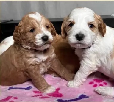 Cachorro de una camada anterior de Vera y Hippie