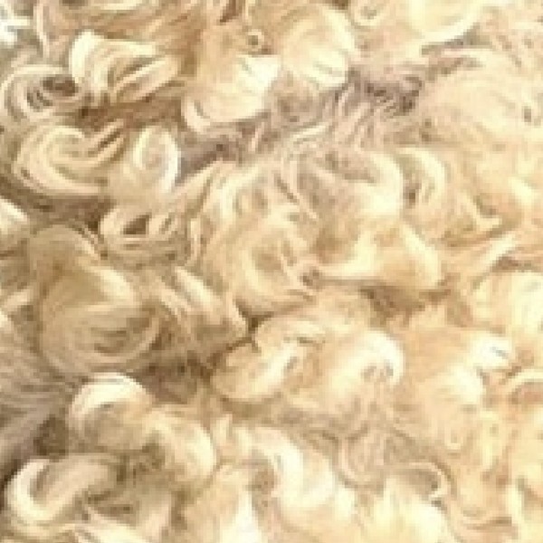 Textura del wool de un Australian Labradoodle