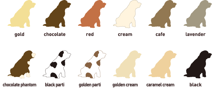 Carta de colores del Australian Labradoodle: gold, chocolate, red, cream, cafe, lavender, chocolate phantom, black parti, golden parti, golden cream, caramel cream y black