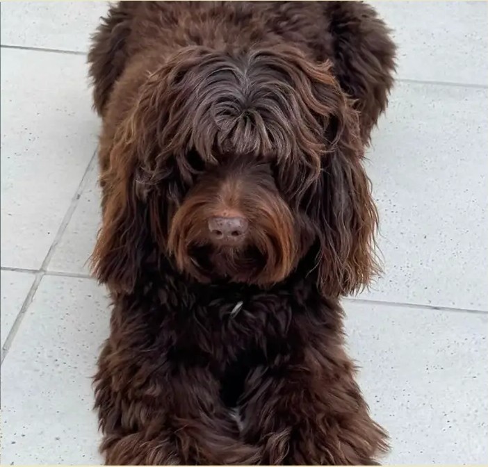 Chocolate, reproductor de Frank on the Road Labradoodles