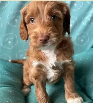 Cachorro de una camada anterior de Apalusa y Chocolate