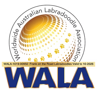 WALA Accredited Breeder — Frank on the Road Labradoodles